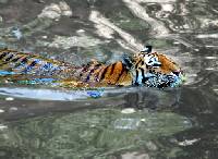 Tiger im Wasser 